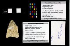 Foto (Objekt + Etikett) von Longodromites ovalis (Moericke, 1897)  (NHMW-GEO-1990-0041-2560)